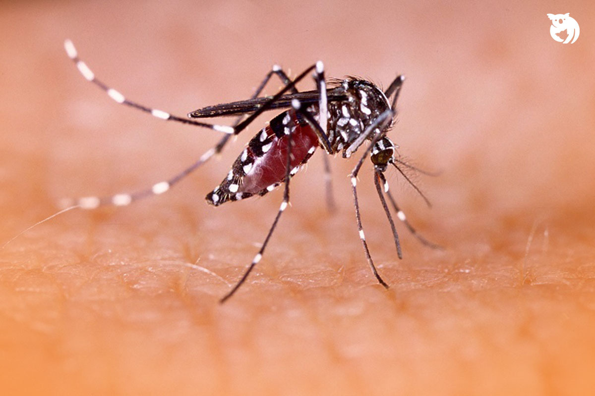 10 Ciri Demam Berdarah Dengue atau DBD untuk Deteksi Dini